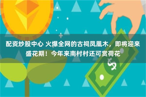 配资炒股中心 火爆全网的古祠凤凰木，即将迎来盛花期！今年来南村村还可赏荷花